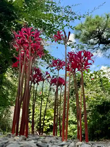 勝念寺（かましきさん）(京都府)