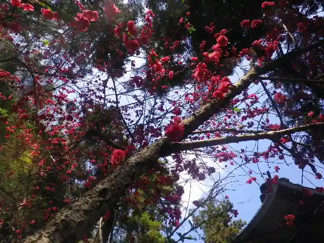 御霊神社の自然