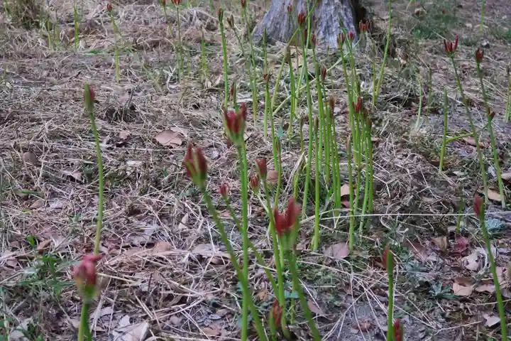 若宮八幡宮(京都府)