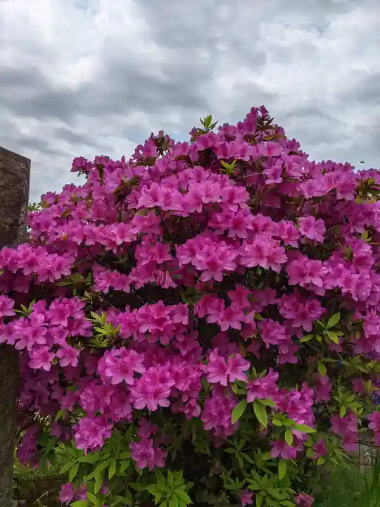 伊勢原 法泉寺の自然