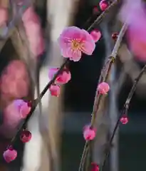 普元寺の自然