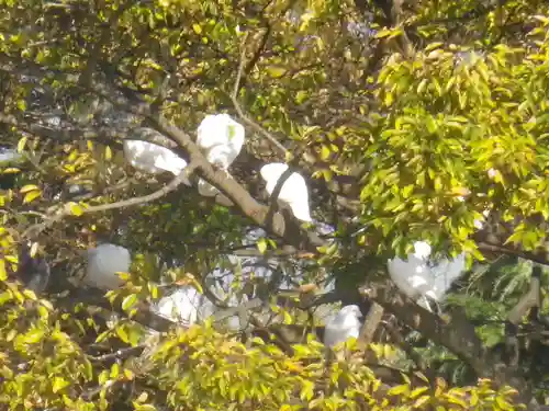 鶴岡八幡宮の自然