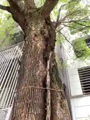 泥江縣神社の自然