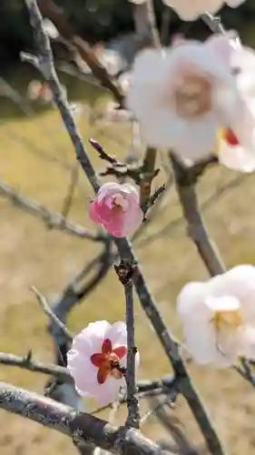 隨心院（随心院）(京都府)
