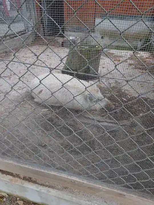 和気神社の動物
