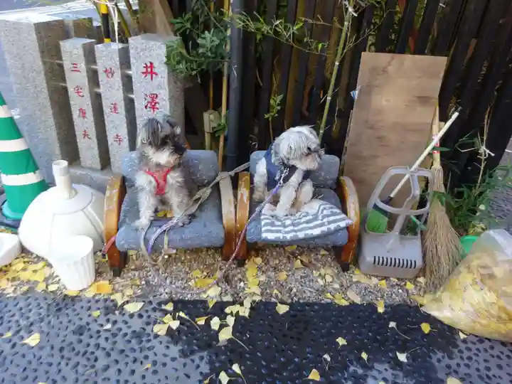 菊名神社の動物