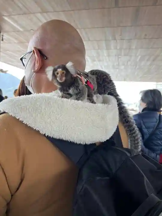 厳島神社(広島県)