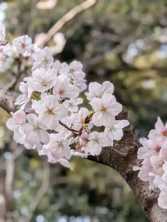 大宮八幡宮(東京都)