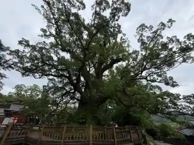 蒲生八幡神社(鹿児島県)