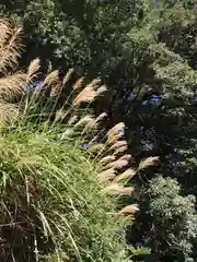 大安禅寺の自然