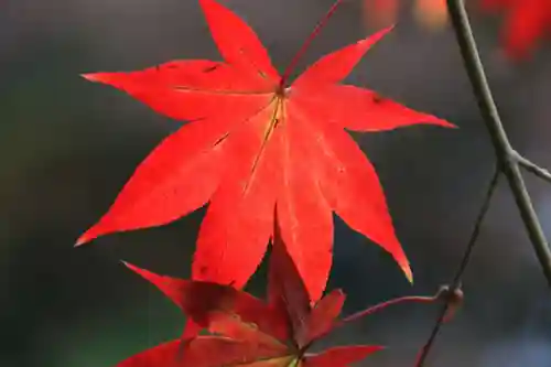 鹿島大神宮の自然