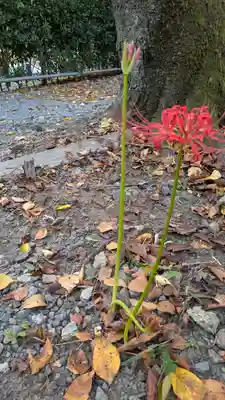 平野神社(京都府)