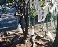 旗上弁財天社の動物