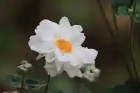 開成山大神宮の庭園