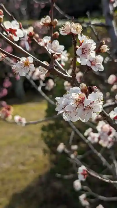 隨心院(随心院)(京都府)