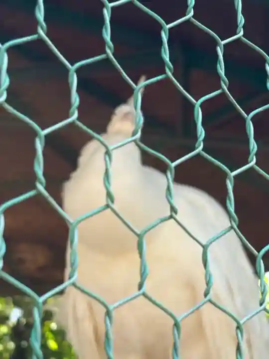 進雄神社(群馬県)