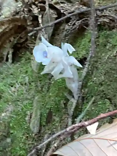 大神神社(奈良県)
