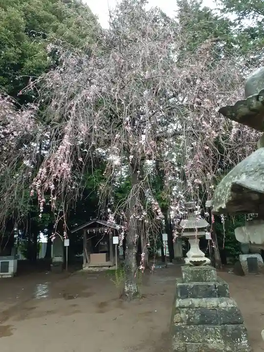 伏木香取神社の自然