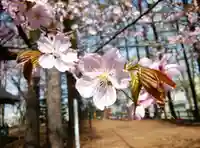 大谷地神社の自然