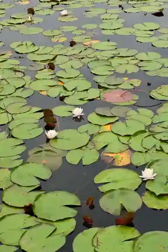黒澤大師(徳島県)