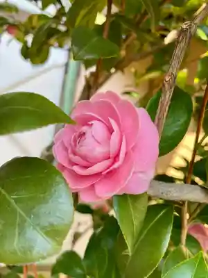 法泉院(東京都)