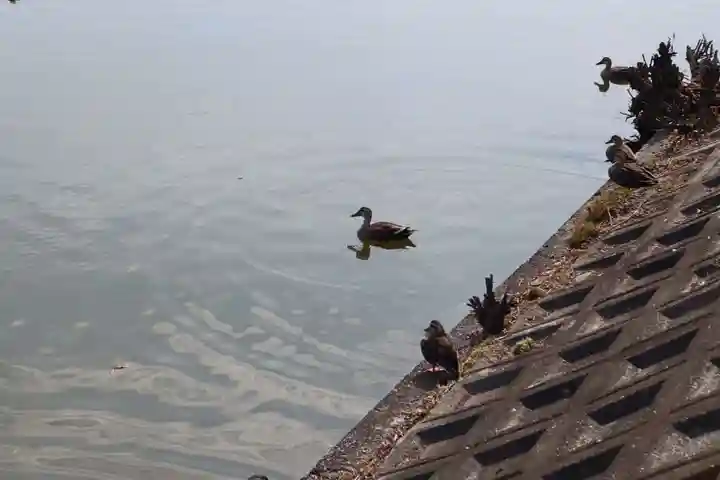 百舌鳥八幡宮の動物