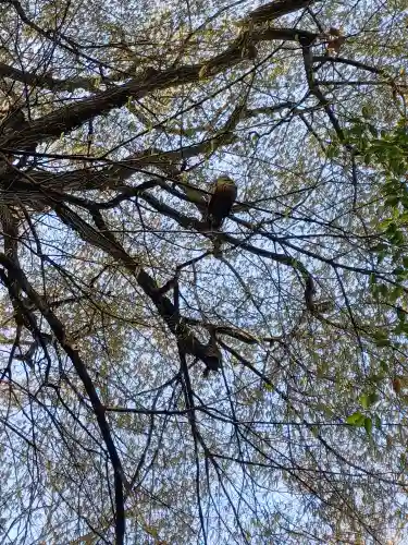 代々木八幡宮の動物