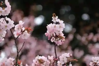 諏訪神社の自然