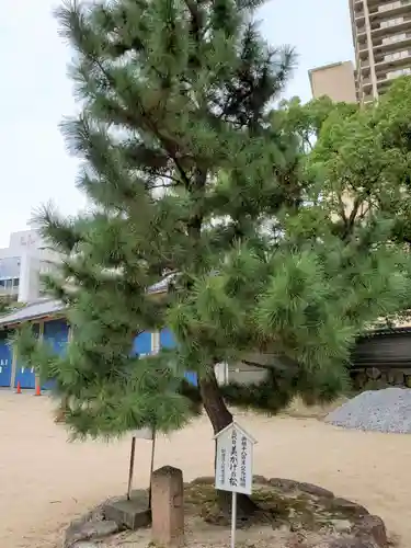 本住吉神社の自然