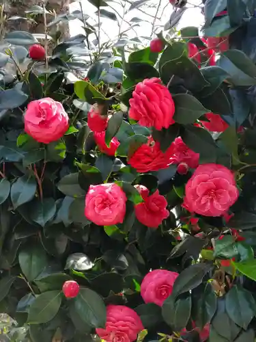 稲荷神社の自然