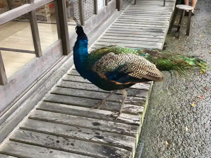 楽法寺(雨引観音)の動物