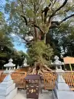 和泉國一之宮 大鳥大社(大阪府)