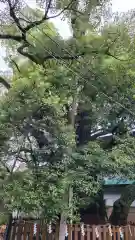 富知六所浅間神社の自然