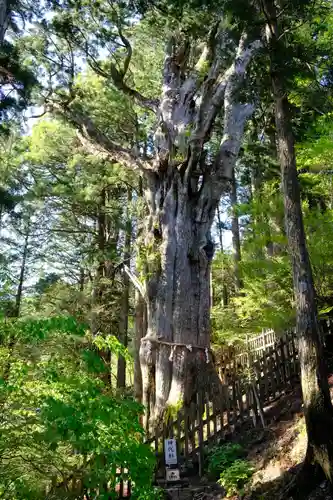 玉置神社の自然