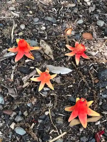 鹿島台神社の自然
