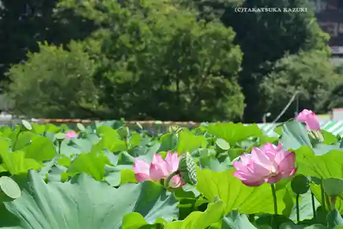 寛永寺不忍池弁天堂(東京都)