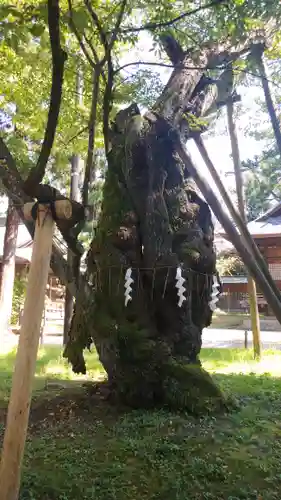 蠶養國神社の自然