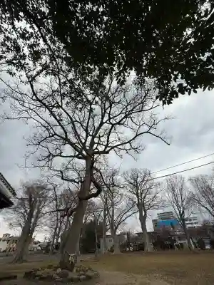 六椹八幡宮の{uncategorized: "未分類", other: "その他", undefined: "問題あり", building: "その他建物", grave: "お墓", sacred_gate: "鳥居", guardian: "狛犬", statue: "像", buddha: "仏像", history: "歴史", nature: "自然", garden: "庭園", animal: "動物", pagoda: "塔", temizu: "手水舎", mountain_gate: "山門・神門", sanctuary: "本殿・本堂", subordinate: "末社・摂社", art: "芸術", scenery: "景色", jizo: "地蔵", ema: "絵馬", goshuin: "御朱印", omikuji: "おみくじ", items: "授与品その他", amulet: "お守り", goshuincho: "御朱印帳", eats: "食事", festival: "お祭り", votive_dance: "神楽", shichigosan: "七五三参", wedding: "結婚式", experience: "体験その他", initially: "初詣", around: "周辺", anti_infection: "感染症対策"}