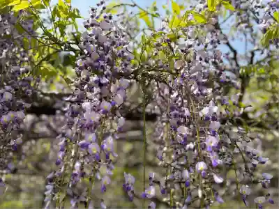 天台宗 五大山 白毫寺(兵庫県)
