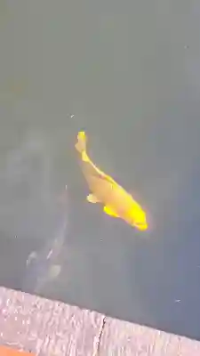 貫井神社の{uncategorized: "未分類", other: "その他", undefined: "問題あり", building: "その他建物", grave: "お墓", sacred_gate: "鳥居", guardian: "狛犬", statue: "像", buddha: "仏像", history: "歴史", nature: "自然", garden: "庭園", animal: "動物", pagoda: "塔", temizu: "手水舎", mountain_gate: "山門・神門", sanctuary: "本殿・本堂", subordinate: "末社・摂社", art: "芸術", scenery: "景色", jizo: "地蔵", ema: "絵馬", goshuin: "御朱印", omikuji: "おみくじ", items: "授与品その他", amulet: "お守り", goshuincho: "御朱印帳", eats: "食事", festival: "お祭り", votive_dance: "神楽", shichigosan: "七五三参", wedding: "結婚式", experience: "体験その他", initially: "初詣", around: "周辺", anti_infection: "感染症対策"}