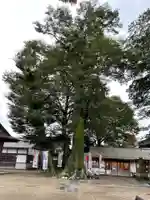 八枝神社の自然