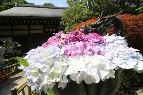 成就院の手水舎