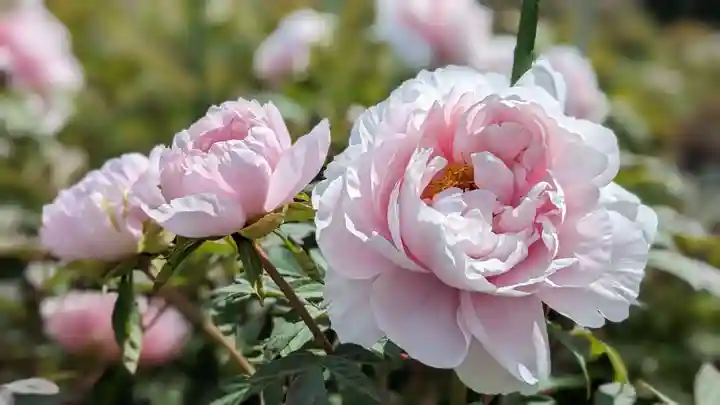 金蛇水神社(宮城県)