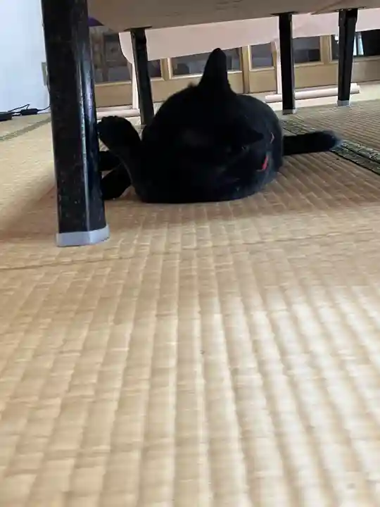 高司神社〜むすびの神の鎮まる社〜の動物