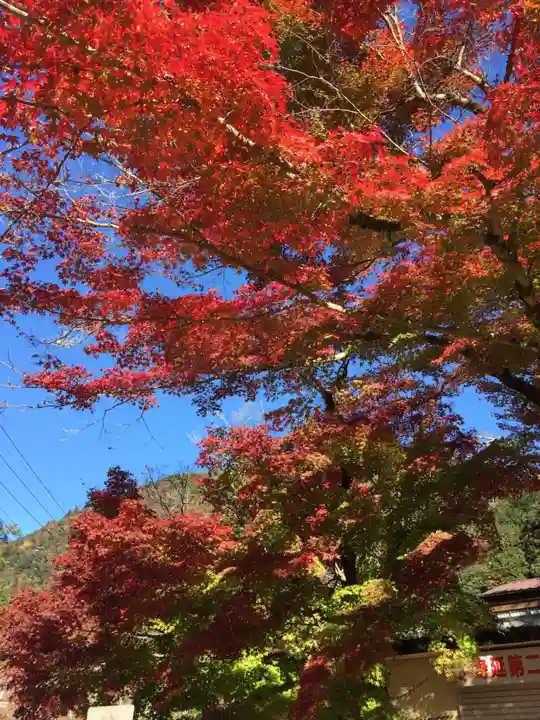 日蓮宗 総本山 塔頭 定林坊(じょうりんぼう)の自然
