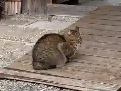 道明寺天満宮の動物