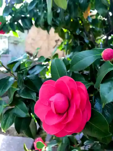 杭全神社の自然