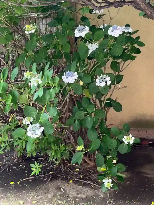 東神奈川熊野神社(神奈川県)