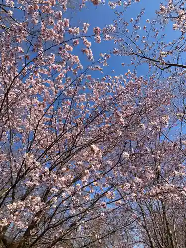 厚別神社の自然