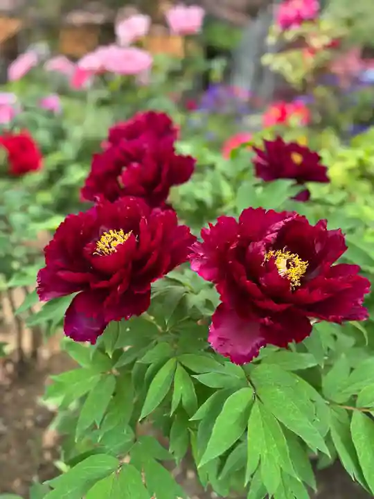 薬師院(兵庫県)